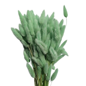 Lagurus sauge 100grs