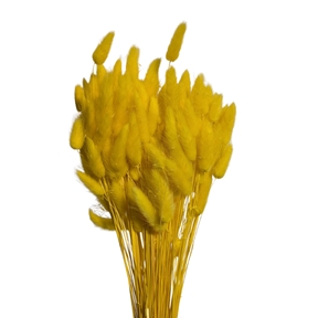 Lagurus jaune 100grs