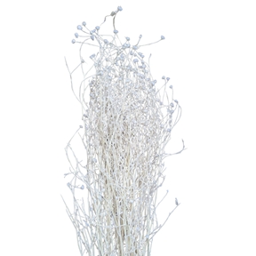 Centaurea mini blanc 150grs