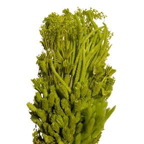 Bouquet fleurs séchées assorties kiwi 250grs