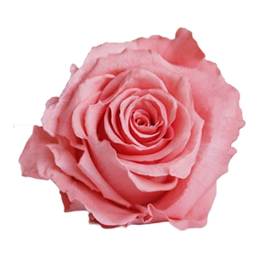 Rose stabilisée corail x 6