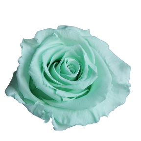 Rose stabilisée menthe x 6