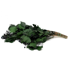 Hedera fruit vert 30-60 cm