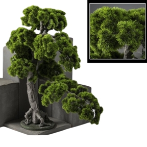 Arbre japonais pin nuage ht 120 cm