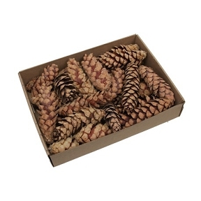 Strobus naturel 10-15cm x25
