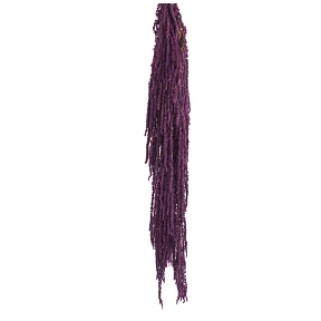 Amaranthus caudatus stabilise violet 40-70cm