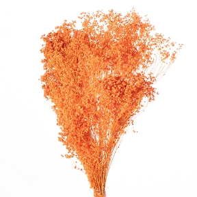 Broom bloom orange x 100grs