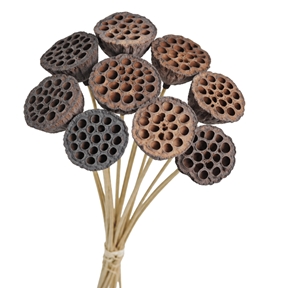 Lotus medium naturel sur pique (x10)