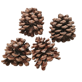 Pomme pin naturelle x 10