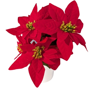 Piquet poinsettia velours coeurs pailletté rouge