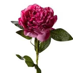 Pivoine fuchsia ht 64cm
