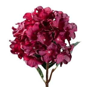 Hortensia fuchsia ht 60cm