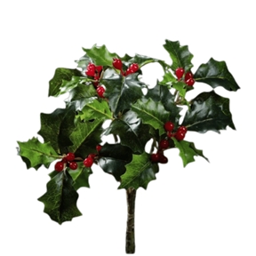 Piquet houx ht 25cm