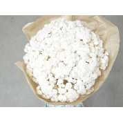 Immortelle du var blanc 100 grs 