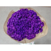 Immortelle du var violet 100 grs