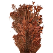 Bouquet fleurs séchées assorties rouille 250grs