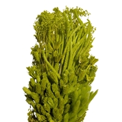 Bouquet fleurs séchées assorties kiwi 250grs