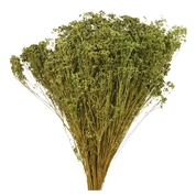 Broom bloom vert olive x 100grs