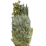 Bouquet fleurs séchées assorties vert titane 250grs
