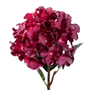 Hortensia fuchsia ht 60cm