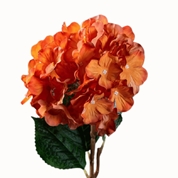 Hortensia orange ht 60cm