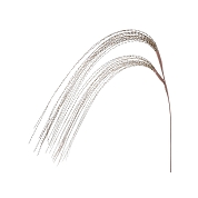 Branche or ht 114cm