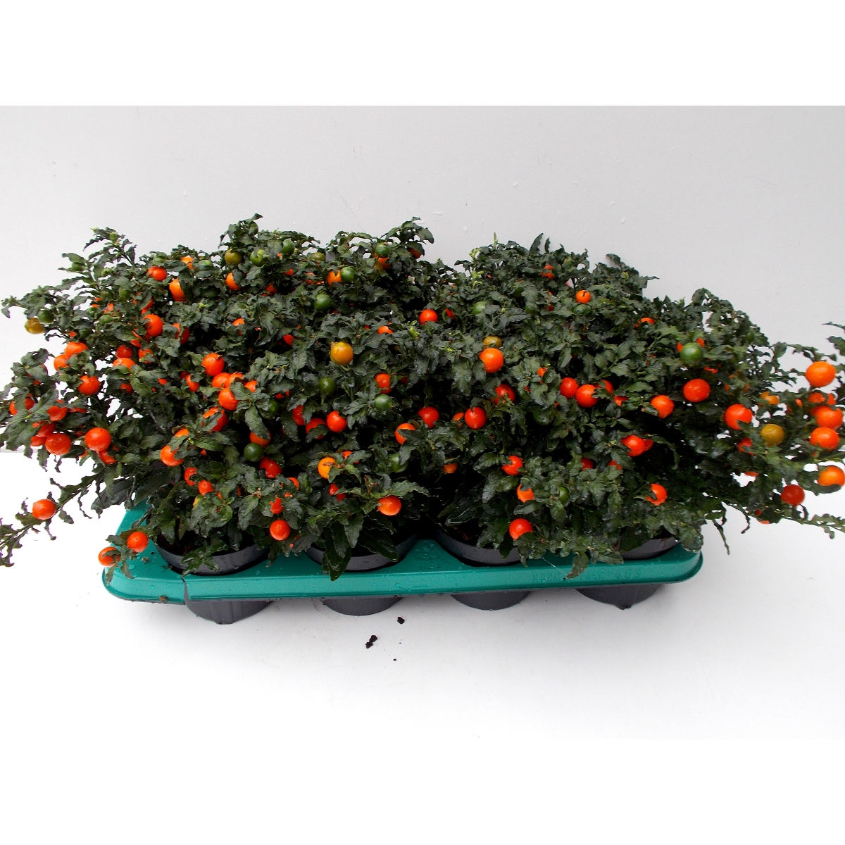 Solanum ballon pot 13 cm