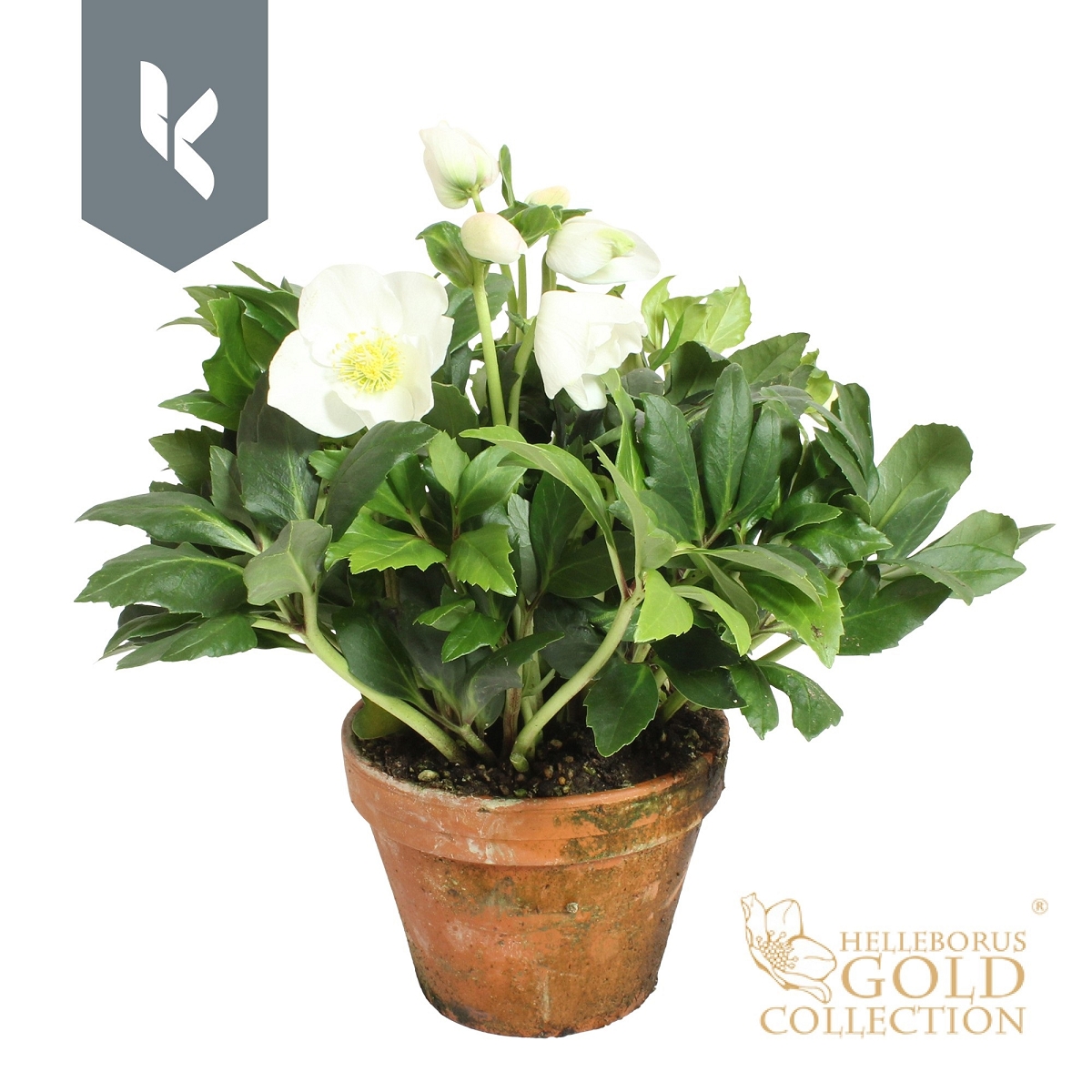 Rose de noel hellebore pot 15 cm