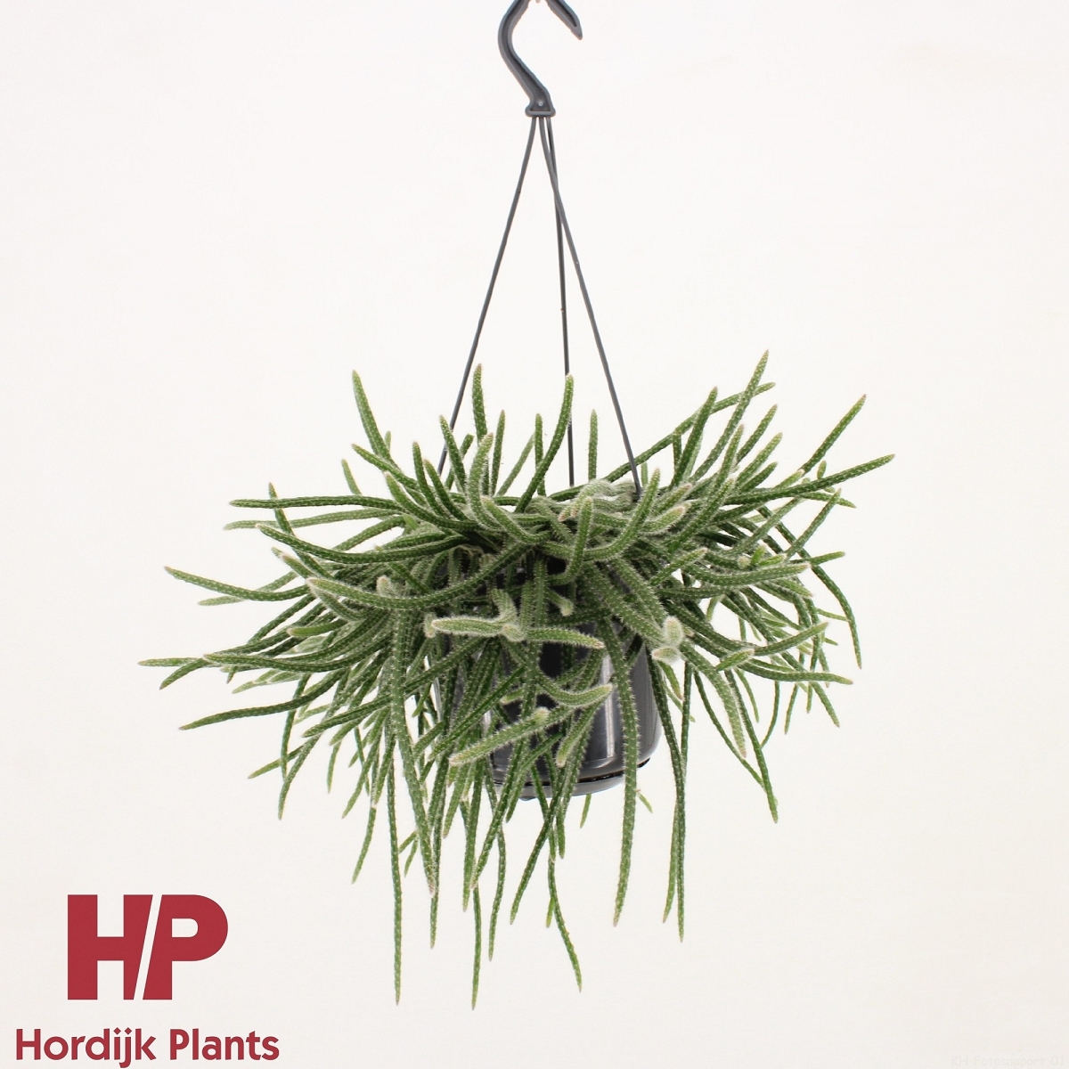 RHIPSALIS SUSPENSION POT 15 CM