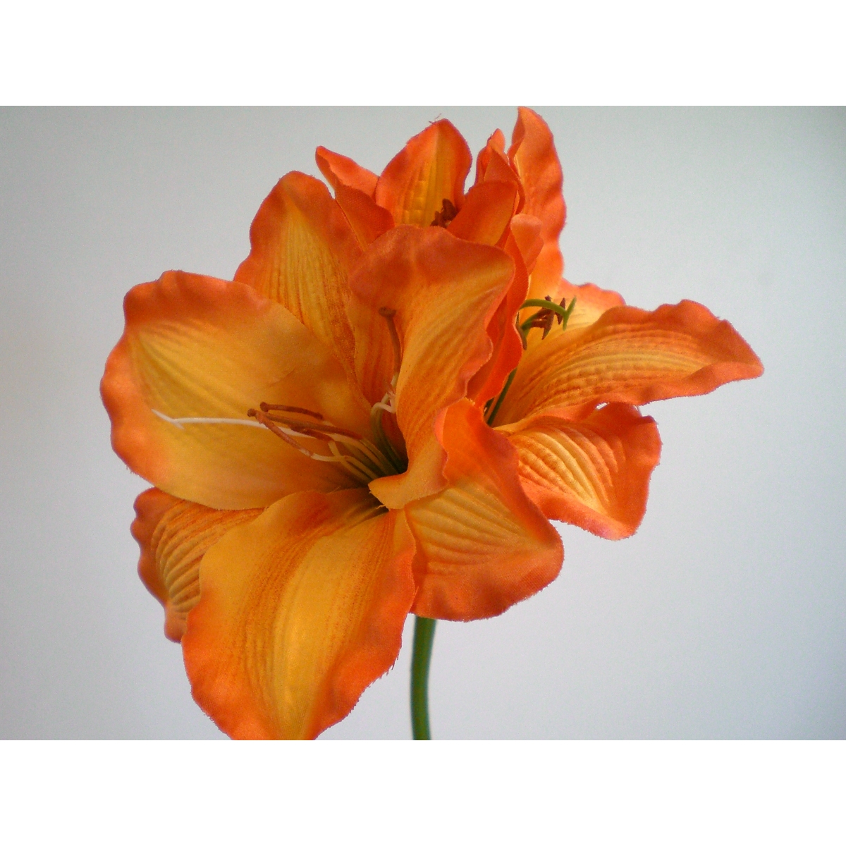 Amaryllis 