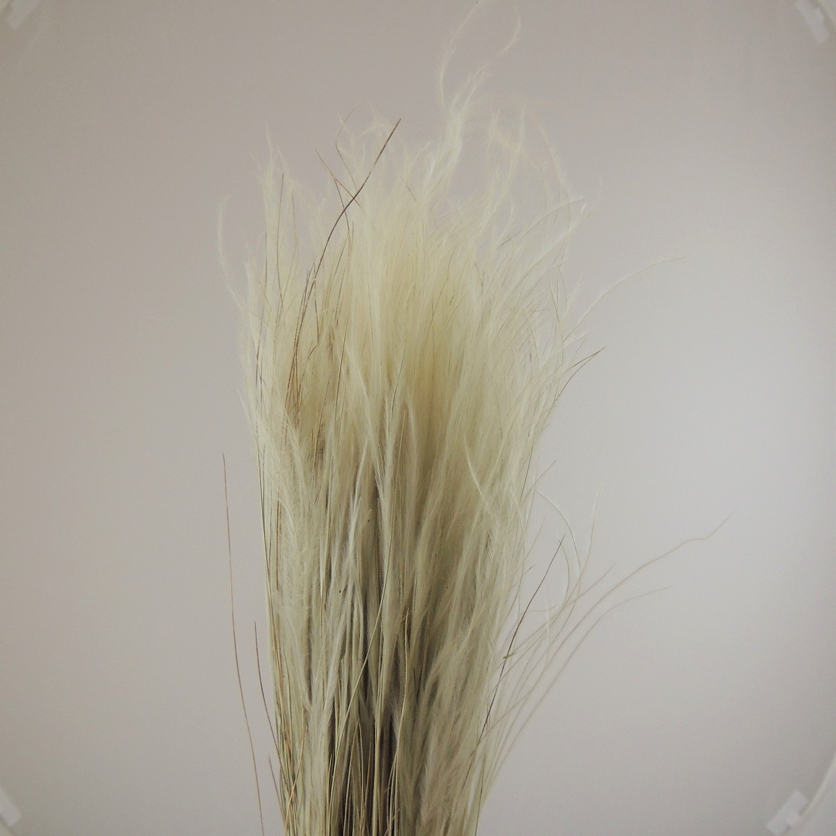 Stipa pennata naturel 100 grs