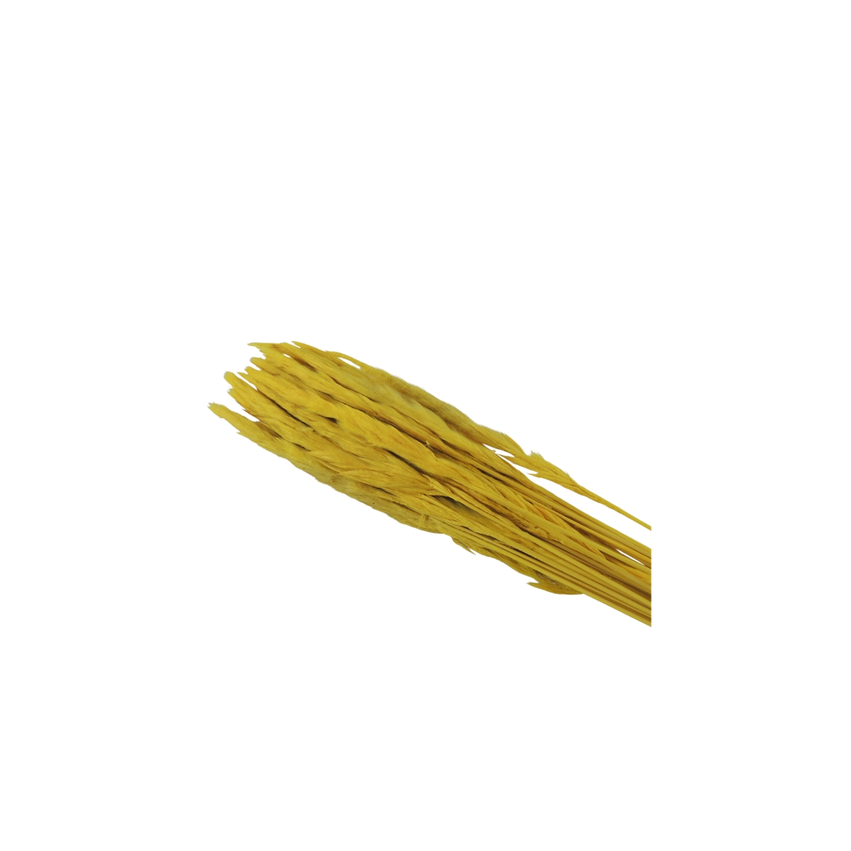 Mini Pampas Tail Jaune 100grs