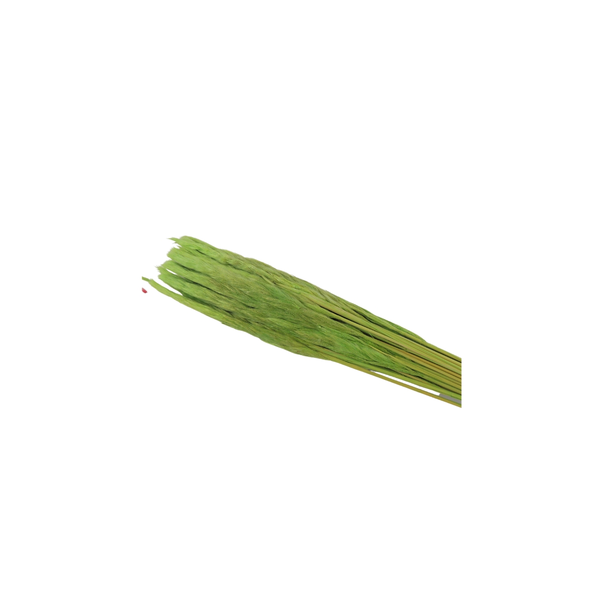 Mini Pampas Tail Vert 100grs