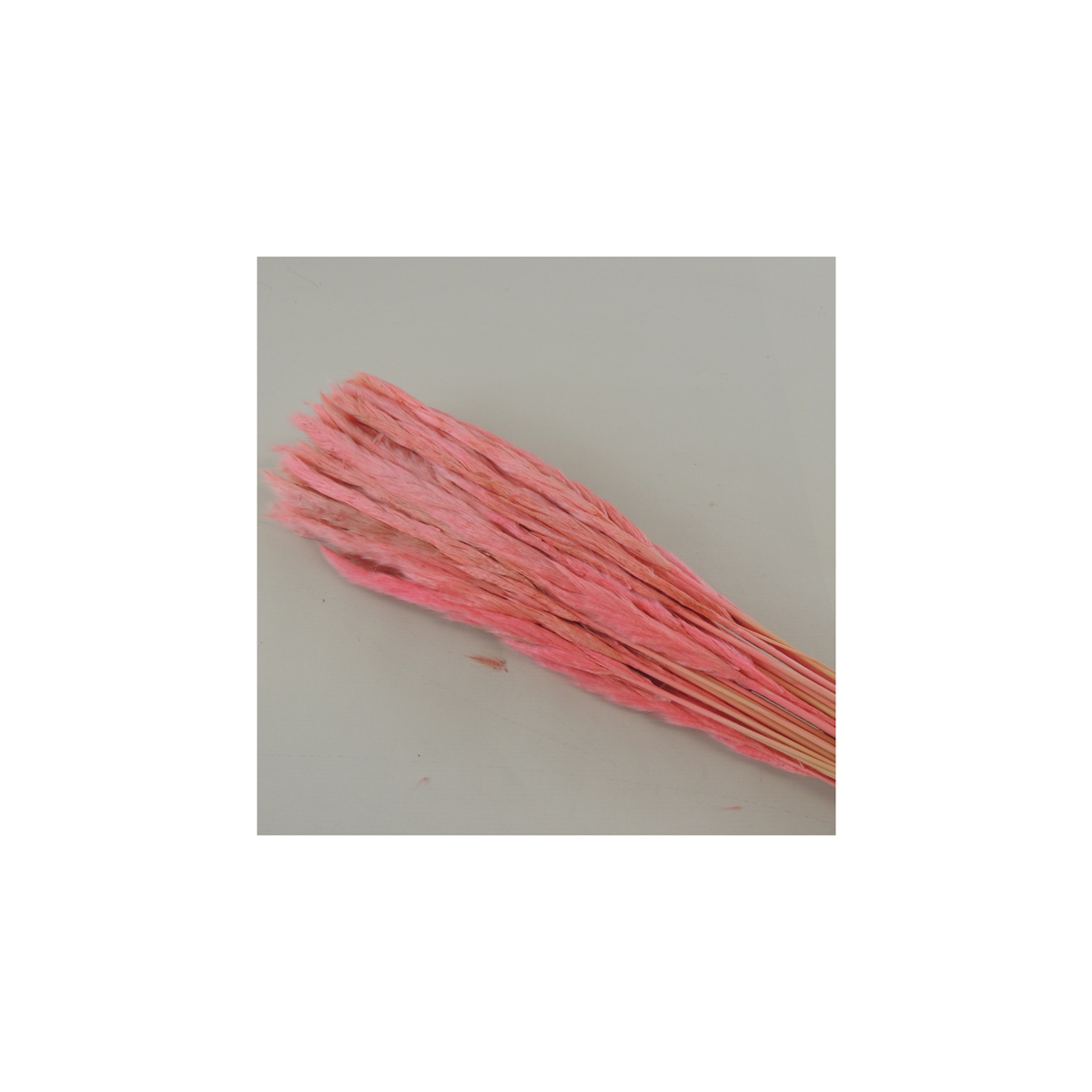 Mini Pampas Tail Rose 100grs