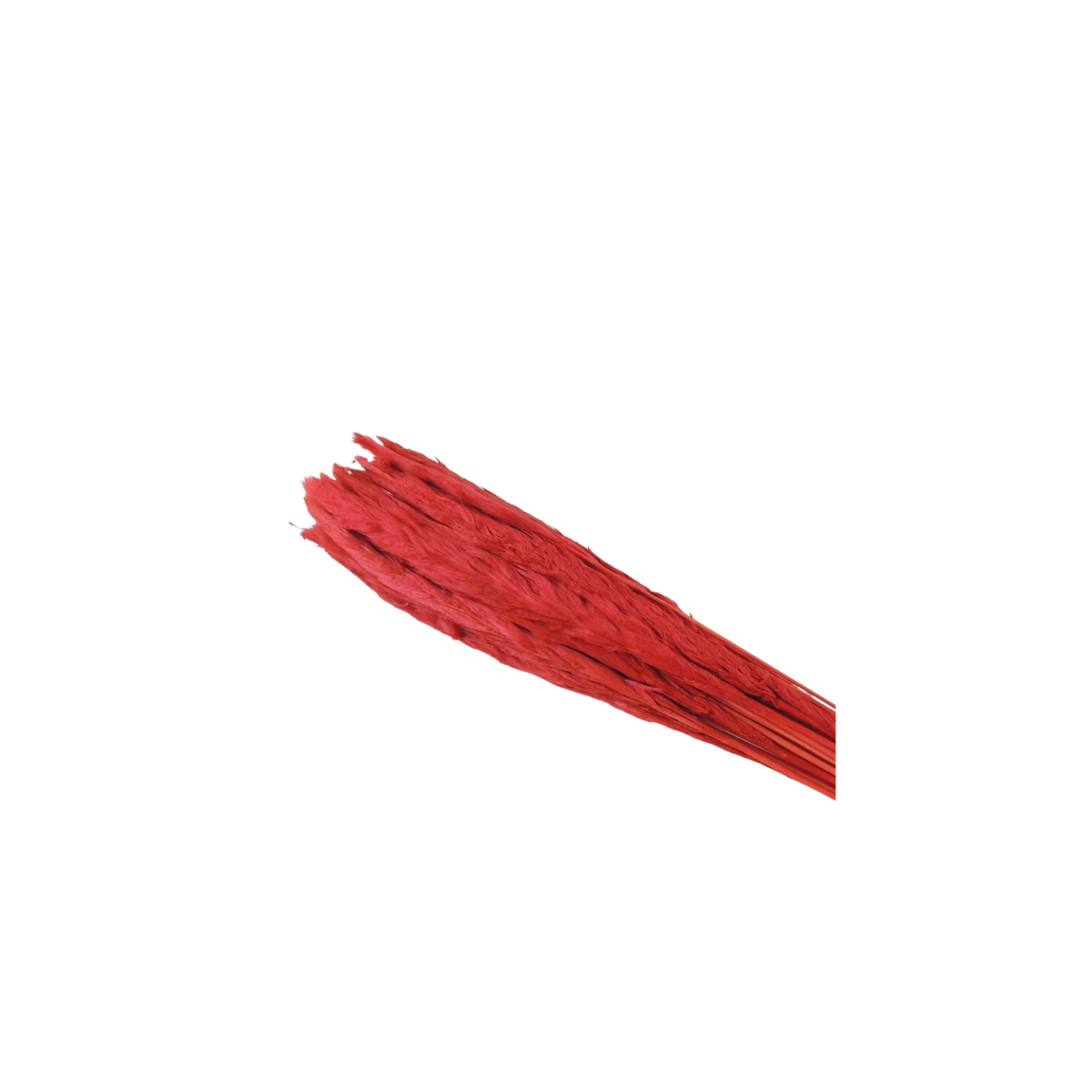 Mini Pampas Tail Rouge 100grs