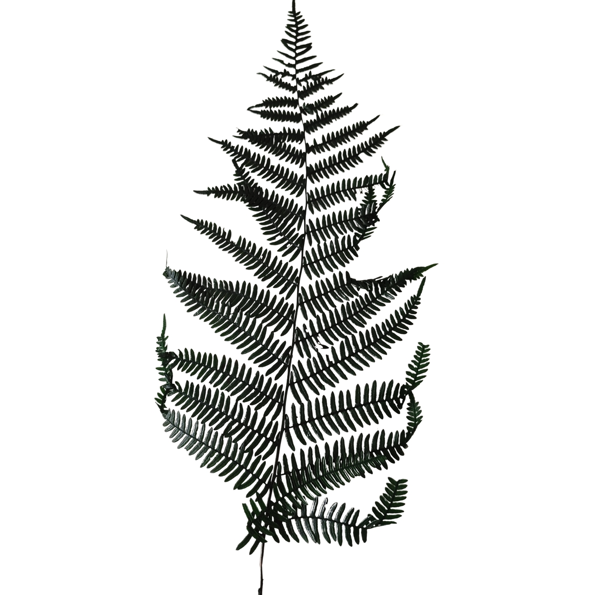 Berg fern vert (fougère) x 20