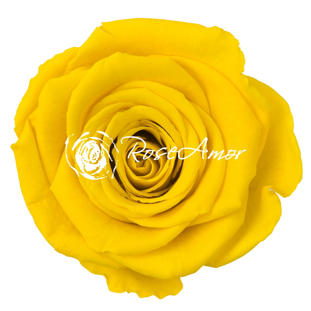 Rose stabilisée jaune x6