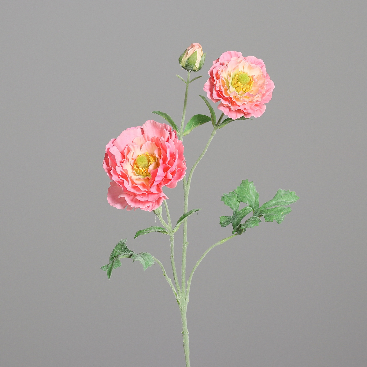 Renoncule rose 70cm