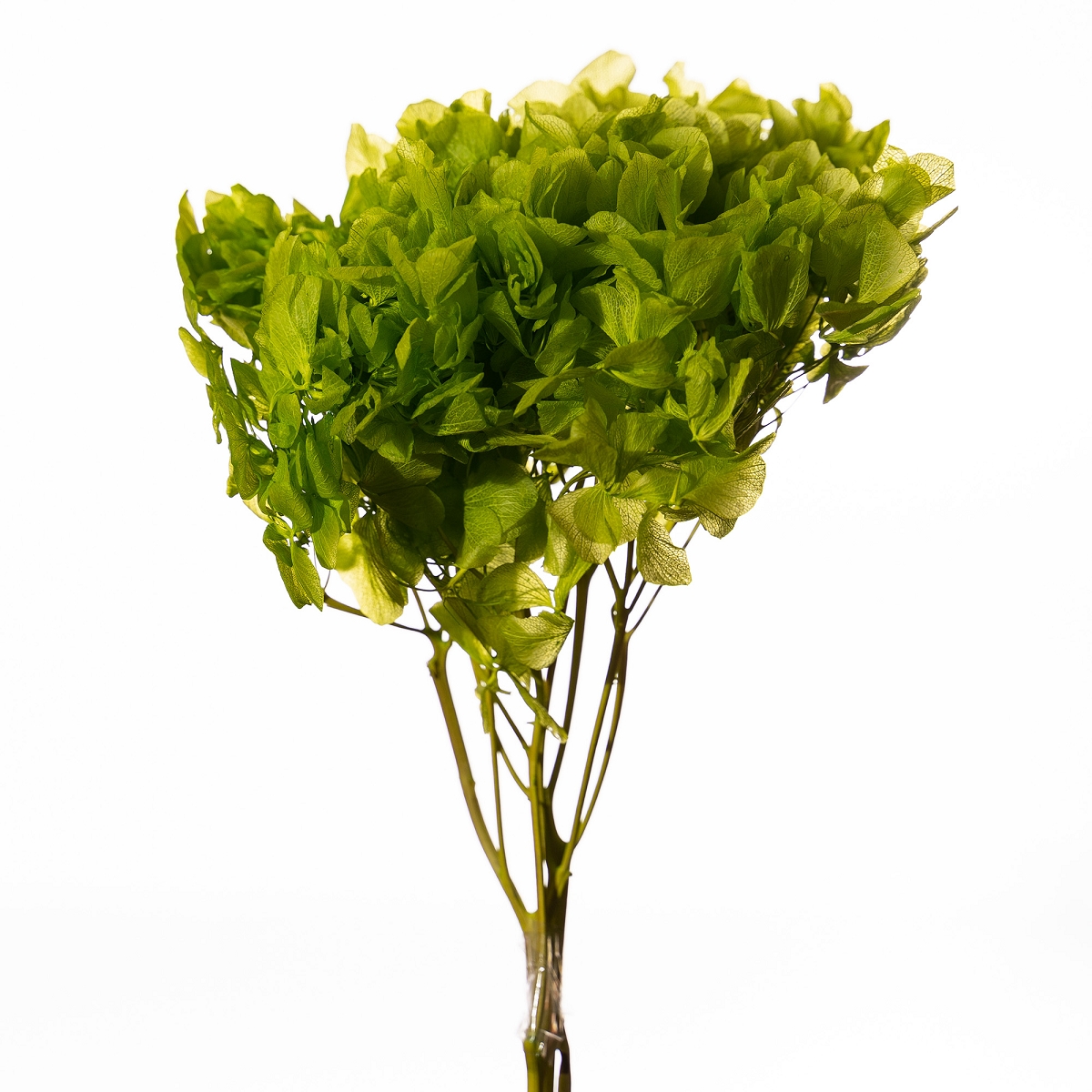 Hortensia stabilise vert pomme