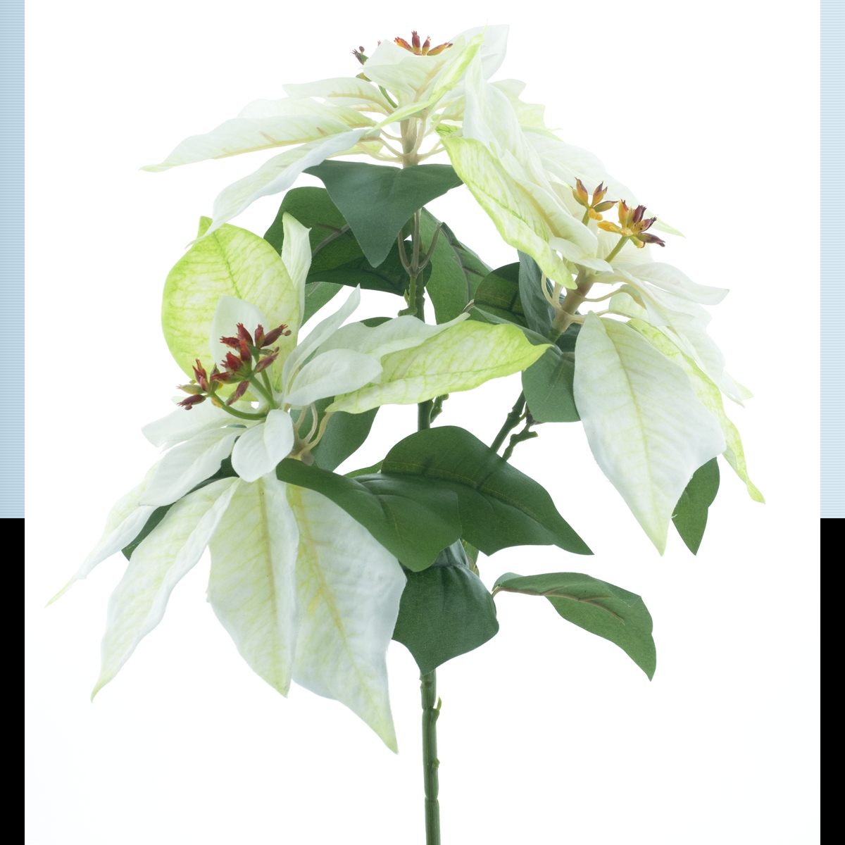 Piquet poinsettia crème 35cm
