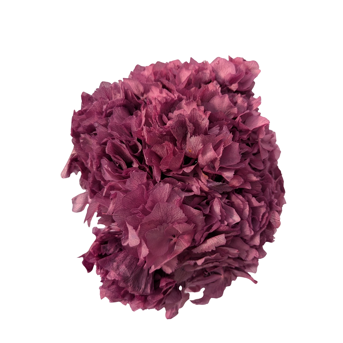 Hortensia stabilisé violet