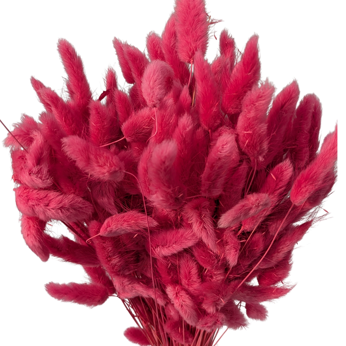 Lagurus magenta 100grs