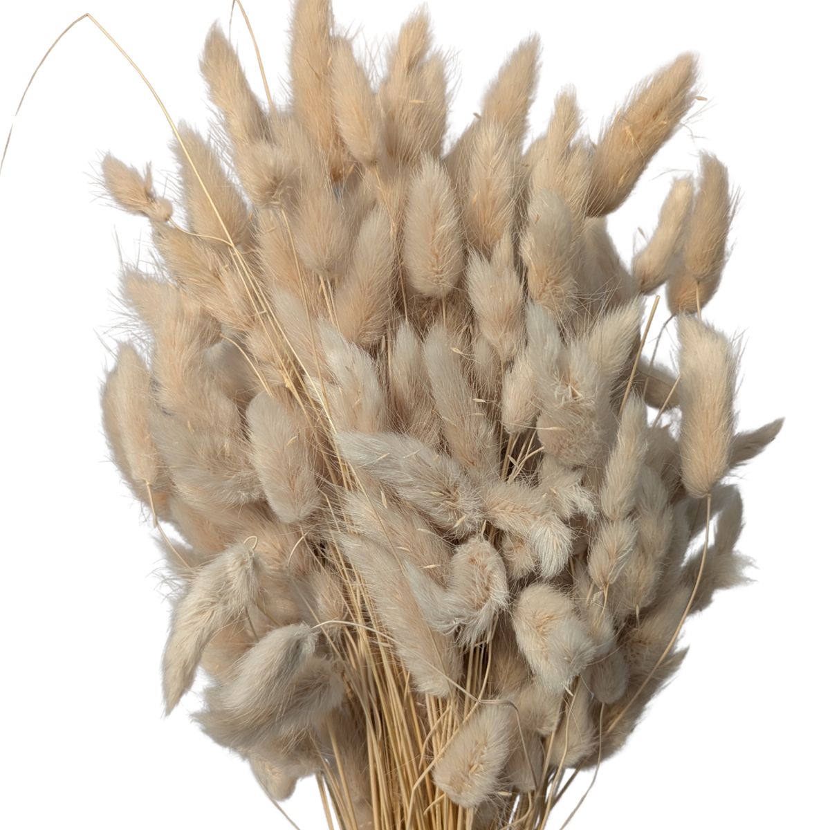 Lagurus sable 100grs