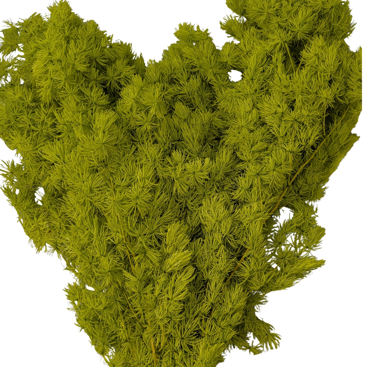 Ming ferm vert pomme