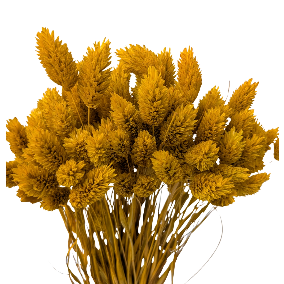 Phalaris moutarde x 100grs
