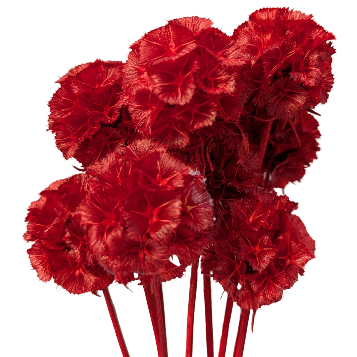 Scabiosa rouge x 10 tiges