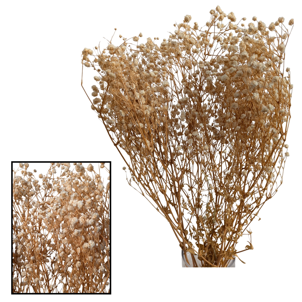 Gypsophile panicula naturel