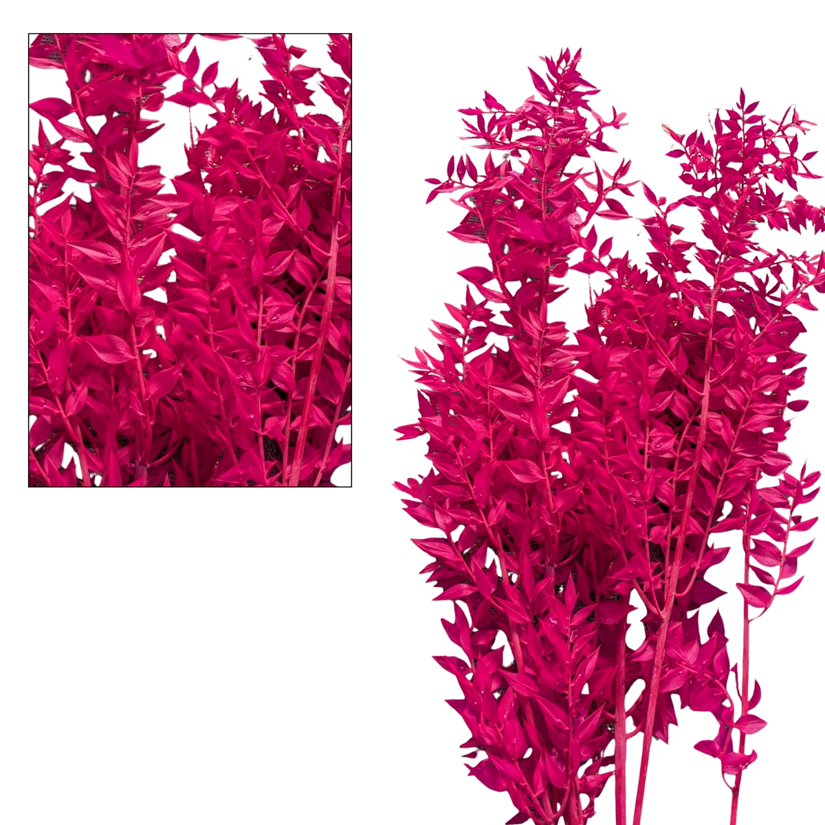Ruscus magenta 150gr