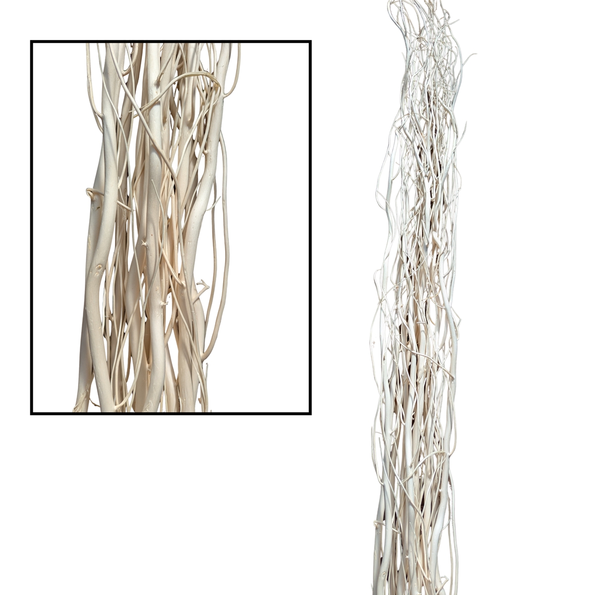 Salix blanchi 180cm x10
