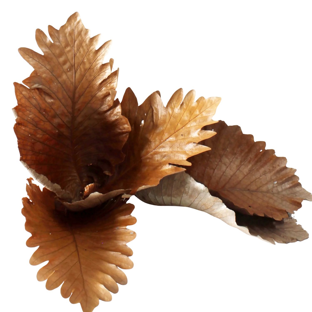 Feuille de caban naturel (x5)